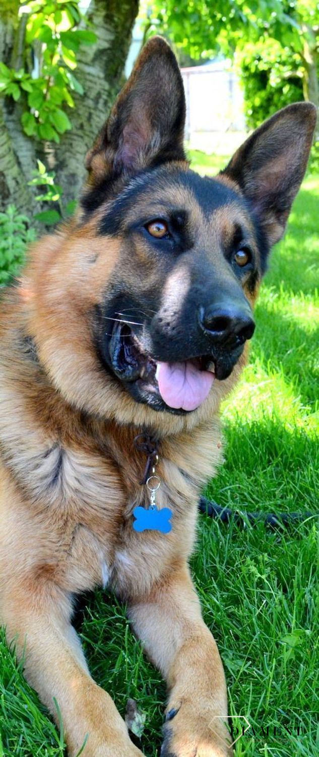 Blaszka dla pupila kość 3,7 cm z miejscem na grawer Kość blue L. Blaszka w formie adresówki, identyfikatora dla psa. Blaszka z miejscem na grawer. Na adresówce możemy wygrawerować np. imię psa i nr telefonu do właściciela..jpg